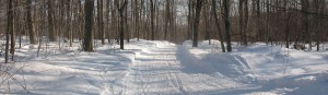 Trail Passing through Hardwoods