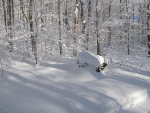IMG_0993